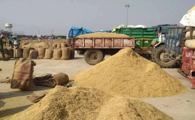 Haryana’s Basmati Rice Market